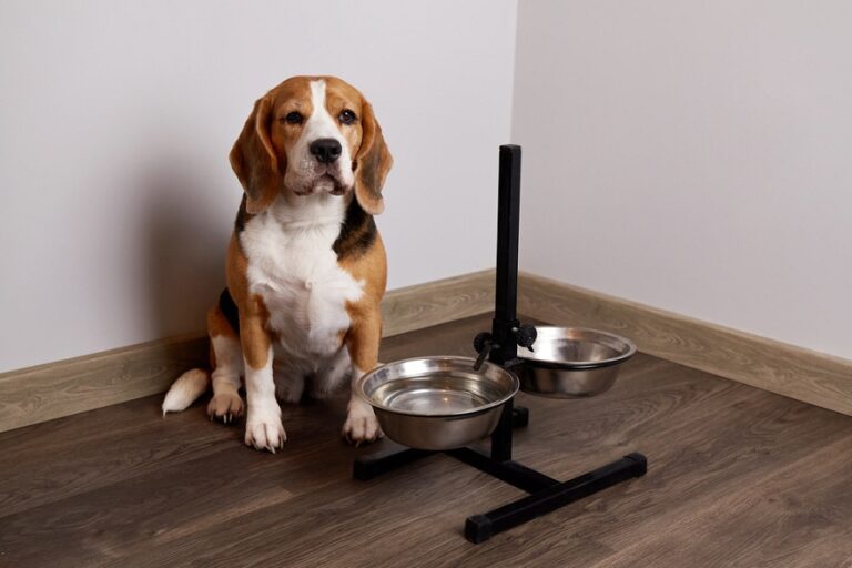 cold-pressed dog food