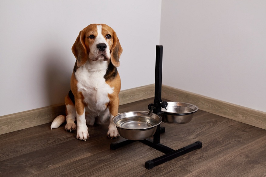 cold-pressed dog food